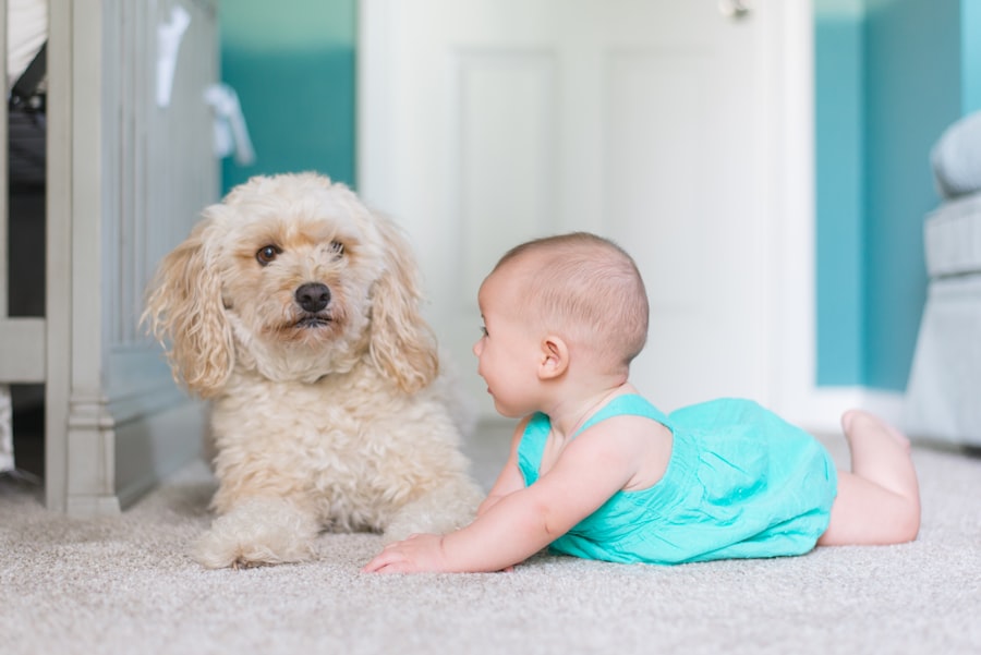 Carpet Cleaning Kealba