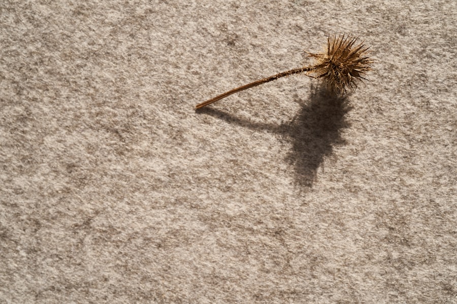 Photo Eco Friendly Carpet Cleaning Methods