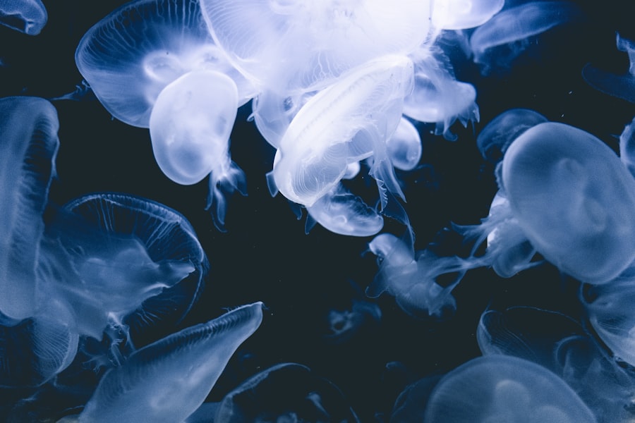 Photo Steam Clean